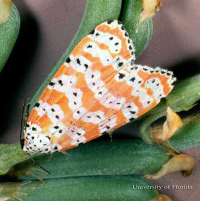 Adult bella moth, Utetheisa bella (Linnaeus), a tiger moth. 