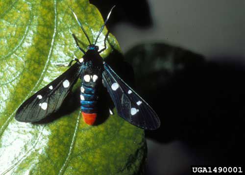Adult oleander moth, Syntomeida epilais (Walker), a tiger moth.