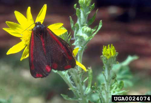 Adult cinnabar moth, Tyria jacobaeae (Linnaeus), nectar feeding on tansy ragwort. 