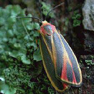 The painted lichen moth, Hypoprepia fucosa Hübner, an example of a brightly colored adult lichen moth. 
