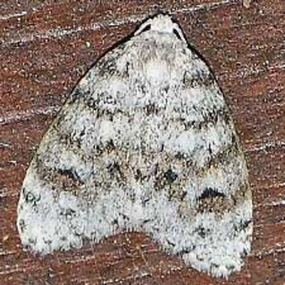 Adult little white lichen moth , Clemensia albata Packard, an example of a lichen moth with drab coloration. 