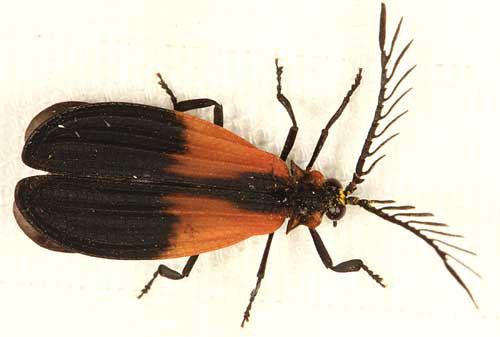 Caenia dimidiata (Fabricius), an adult lycid beetle.