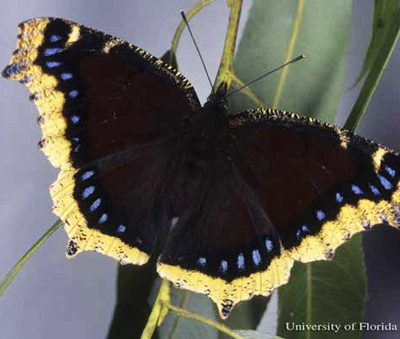Dorsal view of wings of an adult mourning cloak, Nymphalis antiopa (Linnaeus), reared from larva collected by Don Hall in Beltrami County, Minnesota. 