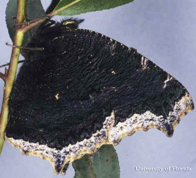 Ventral view of wings of an adult mourning cloak, Nymphalis antiopa (Linnaeus), 