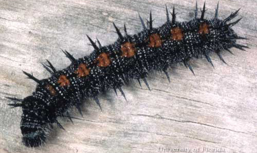Larva of a mourning cloak, Nymphalis antiopa (Linnaeus), collected in Montgomery County, Virginia. 