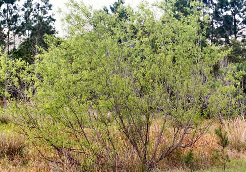 Carolina willow, Salix caroliniana Michx., a host of the mourning cloak butterfly, Nymphalis antiopa (Linnaeus). 