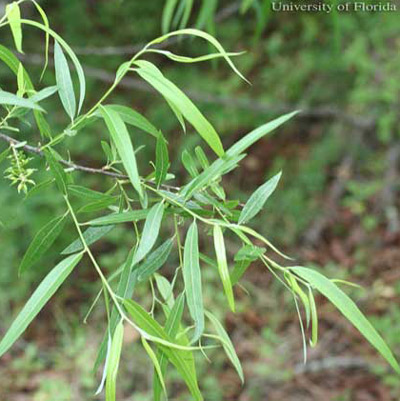 Carolina willow, Salix caroliniana Michx., a host of the mourning cloak butterfly, Nymphalis antiopa (Linnaeus). 
