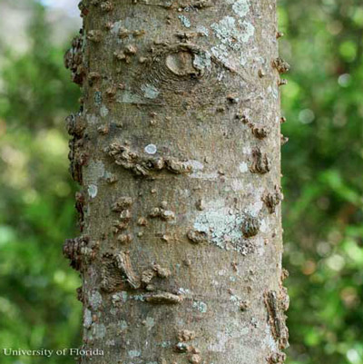 Warty trunk of the sugarberry, Celtis laevigata Willd., a host of the mourning cloak butterfly, Nymphalis antiopa (Linnaeus) in Florida. 