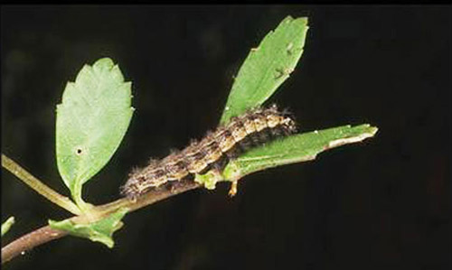 Larva of phaon crescent, Phyciodes phaon (Edwards). 