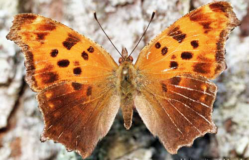 A dorsal view of summer form of an adult eastern comma, Polygonia comma (Harris). (Perry County, Indiana.) 