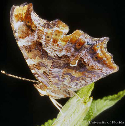 A ventral view of an adult eastern comma, Polygonia comma (Harris). (Perry County, Indiana.) 