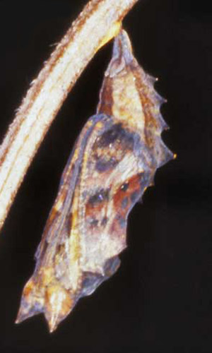 Pupa of the eastern comma, Polygonia comma (Harris), just prior to emergence of adult. (Perry County, Indiana.) 
