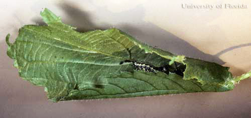 Leaf nest of the eastern comma, Polygonia comma (Harris), with larva inside. 