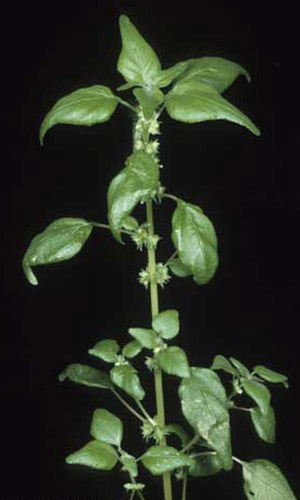 Florida pellitory, Parietaria floridana Nutt., a host of the red admiral, Vanessa atalanta rubria (Fruhstorfer).