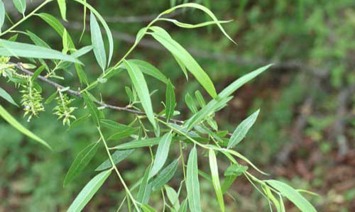 Carolina willow, Salix caroliniana Michx., a host of the red-spotted purple, Limenitis arthemis. 