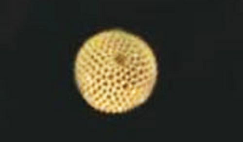 Egg of the redbanded hairstreak, Calycopis cecrops (Fabricius). 