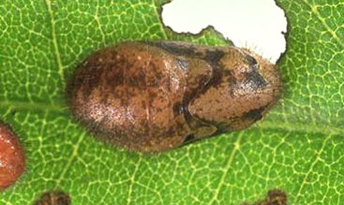 Pupa of the redbanded hairstreak, Calycopis cecrops (Fabricius). 
