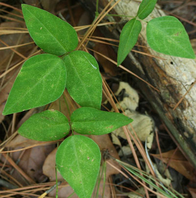 American hogpeanut, Amphicarpaea bracteata [L.] Fernald, a host plant for the silver-spotted skipper, Epargyreus clarus (Cramer).