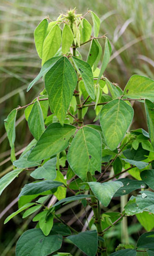 Dixie ticktrefoil, Desmodium tortuosum [Sw.] DC., a host plant for the silver-spotted skipper, Epargyreus clarus (Cramer).