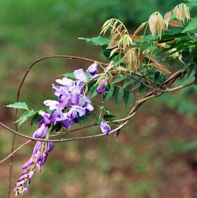 Chinese wisteria, Wisteria sinensis [Sims] DC., a host plant for the silver-spotted skipper, Epargyreus clarus (Cramer).