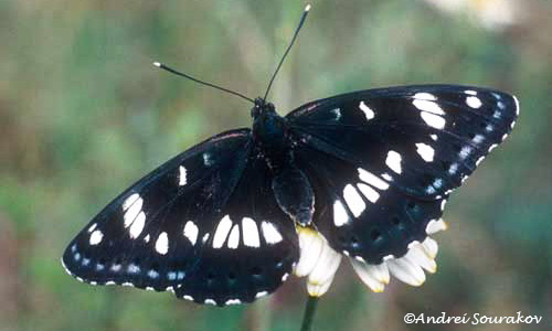 Dorsal view of an adult southern white admiral, Limenitis reducta Staudinger, a typical representative of the genus Limenitis. (Khosrov, Armenia.) 