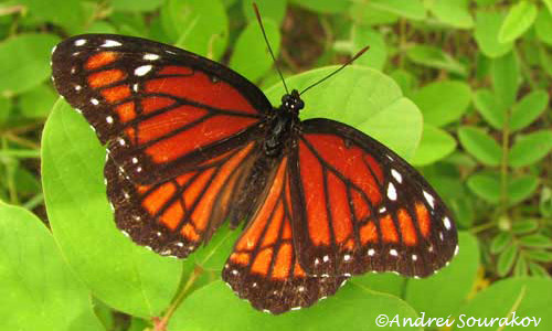 Dorsal view of the wings of an adult male viceroy, Limenitis archippus floridensis Strecker. (Natural Area Training Laboratory, University of Florida.) 