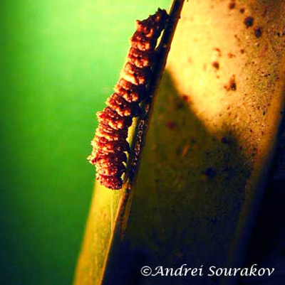 A 1st instar larva of the viceroy, Limenitis archippus floridensis Strecker. (Natural Area Training Laboratory, University of Florida.) 