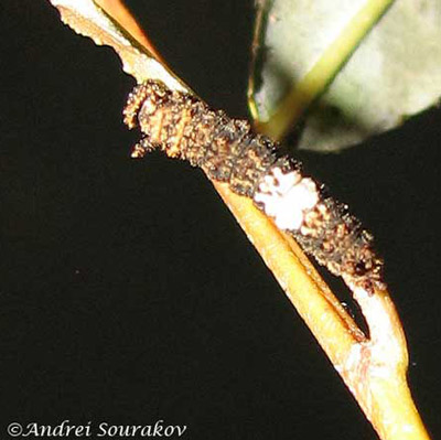 A perching 2nd instar larva of the viceroy, Limenitis archippus floridensis Strecker. (Natural Area Training Laboratory, University of Florida.) 