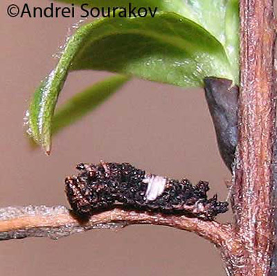A 3rd instar larva of the viceroy, Limenitis archippus floridensis Strecker, after hibernation. (Natural Area Training Laboratory, University of Florida.) 