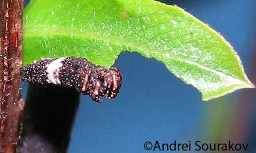 The 3rd instar larva of the viceroy, Limenitis archippus floridensis Strecker, starts feeding on fresh willow leaves in early spring following four months of hibernation. This specimen appears greatly desiccated. (Natural Area Training Laboratory, University of Florida.) 
