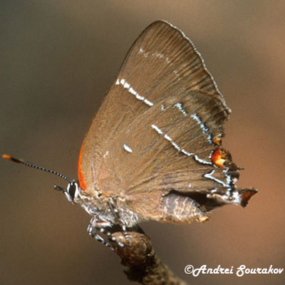 Adult white M hairstreak, Parrhasius m-album (Boisduval & LeConte), showing loss of the false eye and antennae, probably resulting from a predator's attack.