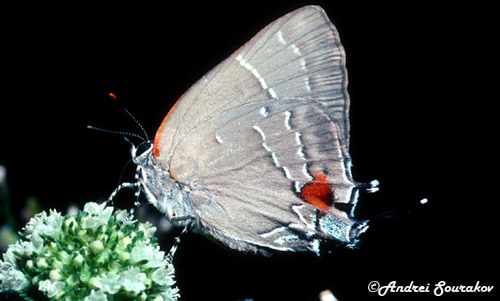 The white M hairstreak, Parrhasius m-album (Boisduval & LeConte, feeding at an inflorescences of Spermacoce verticillata, a wildflower. One of the "common" names of this wildflower is shrubby false buttonweed. This plant is also called souhern Larraflower, as it is an important nectar source for Larra wasps, a significant biological control of pest mole crickets. 