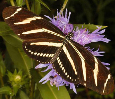 Adult zebra longwing butterfly, Heliconius charitonia (Linnaeus), with dorsal view of the wings.