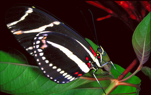 Adult zebra longwing butterfly, Heliconius charitonia (Linnaeus), with ventral view of the wings.
