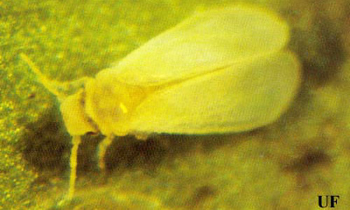 Adult bayberry whitefly, Parabemisia myricae (Kuwana). 
