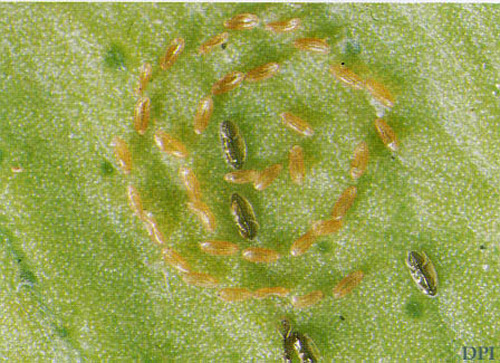 Citrus blackfly, Aleurocanthus woglumi Ashby, egg spiral and first instars.