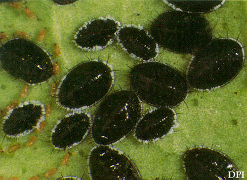 Pupae of the citrus blackfly, Aleurocanthus woglumi Ashby. 