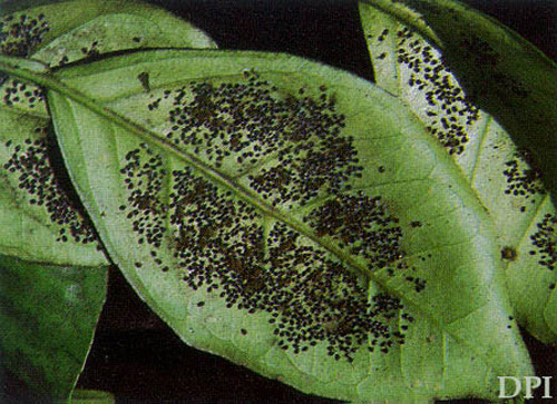 Heavy infestation of citrus blackfly, Aleurocanthus woglumi Ashby, on citrus leaves. 