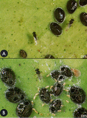 A) Pupae of citrus blackfly, Aleurocanthus woglumi Ashby, and the adult parasitoid, Encarsia perplexa Huang & Polaszek, and B) Pupal cases of the citrus blackfly, Aleurocanthus woglumi Ashby, from which the parasitoid has emerged. Egg spirals of the citrus blackfly are also evident.
