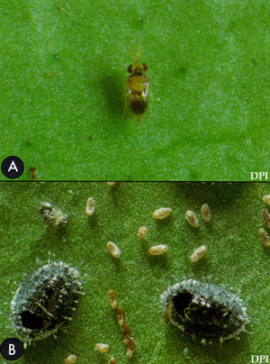 A) Adult Encarsia perplexa Huang & Polaszek, and (B) pupal cases of the citrus blackfly, Aleurocanthus woglumi Ashby, from which the parasitoid has emerged.
