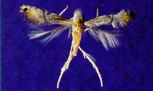 Pinned adult citrus leafminer, Phyllocnistis citrella Stainton, (4 mm wingspread). 
