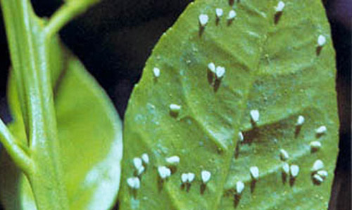 Adults of the citrus whitefly, Dialeurodes citri (Ashmead).