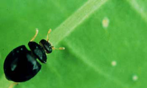 Adult coccinellid predator of whitefly nymphs, Delphastus catalinae.