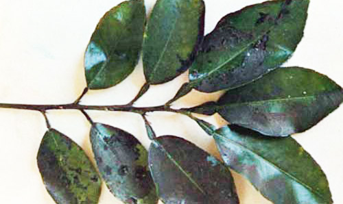 Citrus leaves with sooty mold growing on honeydew excreted by the citrus whitefly, Dialeurodes citri (Ashmead). 