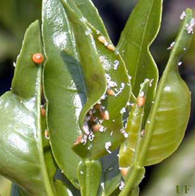 The white waxy excretions of the nymphs are an indicator of the Asian citrus psyllid, Diaphorina citri Kuwayama. 
