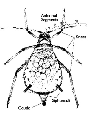 Brown citrus aphid - adult wingless form. 