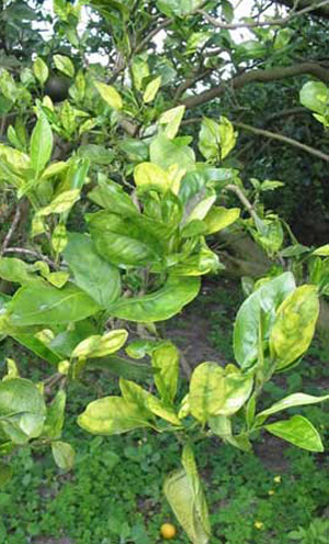 Huanglongbing or greening disease damage to a sweet orange tree.