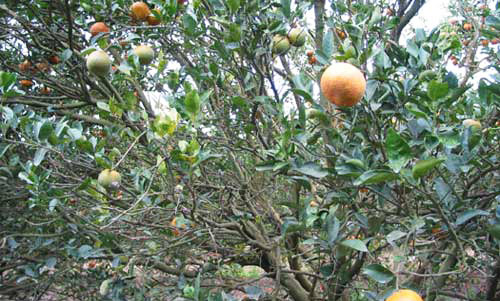 Twig dieback caused by Huanglongbing or greening disease to a Murcott tree. 