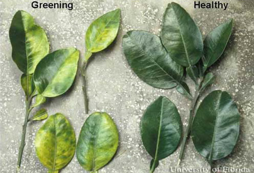 Symptoms of greening disease, Liberobacter spp, on citrus.