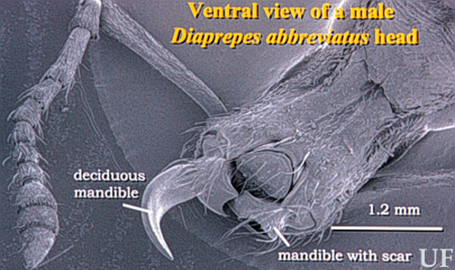 SEM of deciduous mandible and scar on a diaprepes root weevil